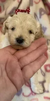 Sandy, a female Poodle - Toy  for sale in Bourbon, MO – 1 of 2
