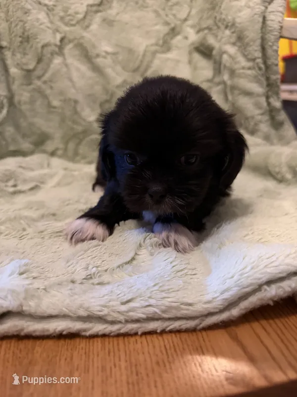 Male 3 – Shih Tzu puppy for sale in Bourbon, MO