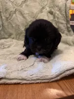 Male 3, a male Shih Tzu for sale in Bourbon, MO – 1 of 2
