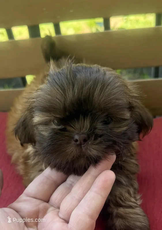 Female 3 – Shih Tzu puppy for sale in Bourbon, MO