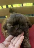 Female 3, a female Shih Tzu for sale in Bourbon, MO – 1 of 2