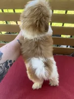 Female 4, a female Shih Tzu for sale in Bourbon, MO – 2 of 2