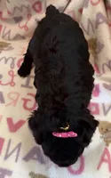 Luna, a female Poodle - Toy  for sale in Bourbon, MO – 2 of 2