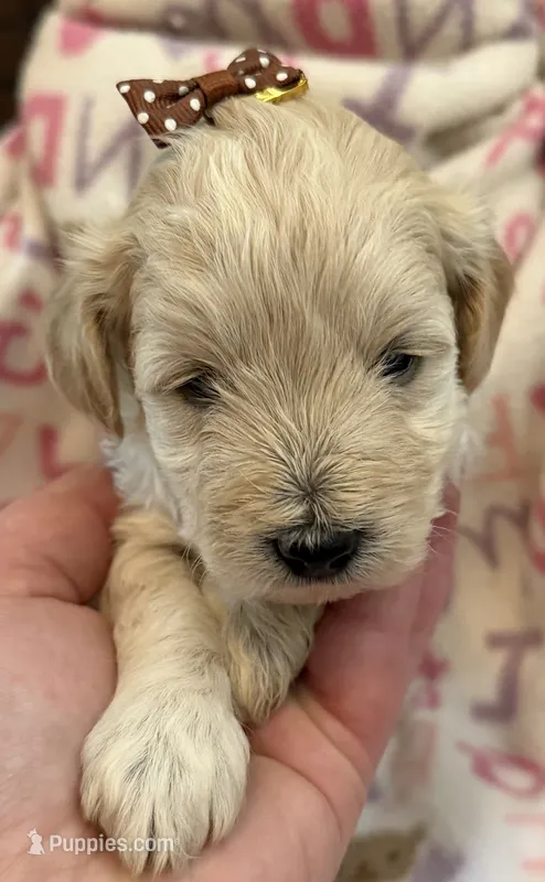 Dolly  – Poodle - Toy  puppy for sale in Bourbon, MO