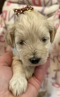 Dolly , a female Poodle - Toy  for sale in Bourbon, MO – 1 of 2