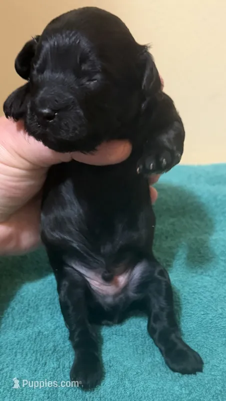 Male 1 – Poodle - Toy  puppy for sale in Bourbon, MO