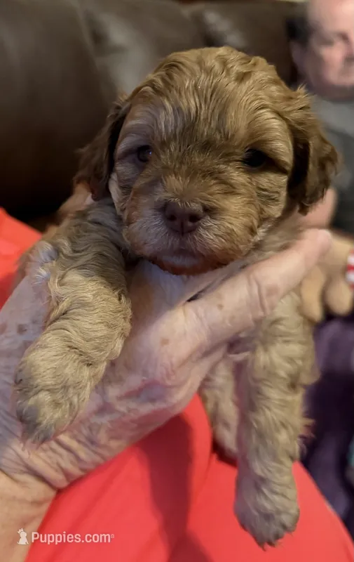 Pumpkin – Poodle - Toy  puppy for sale in Bourbon, MO