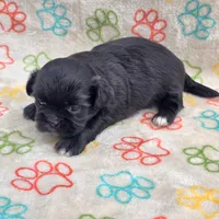 Male 3, a male Shih Tzu for sale in Bourbon, MO – 1 of 1