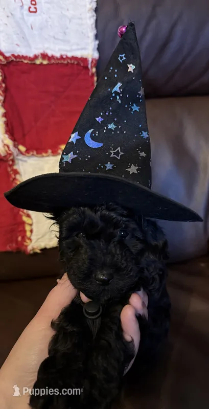 Hank Jr  – Poodle - Toy  puppy for sale in Bourbon, MO