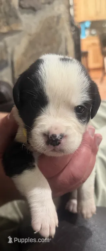 Yellow collar male – Boxer puppy for sale in Bourbon, MO