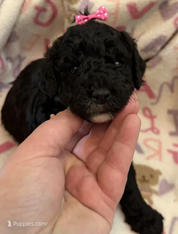 Luna – Poodle - Toy  puppy for sale in Bourbon, MO