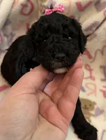 Luna, a female Poodle - Toy  for sale in Bourbon, MO – 1 of 2
