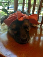 Bella, a female German Shepherd Dog for sale in Bourbon, MO – Photo 2 of 2