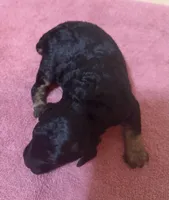 Female 4, a female Poodle - Toy  for sale in Bourbon, MO – 3 of 3