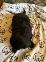 Male 3, a male Shih Tzu for sale in Bourbon, MO – 2 of 2