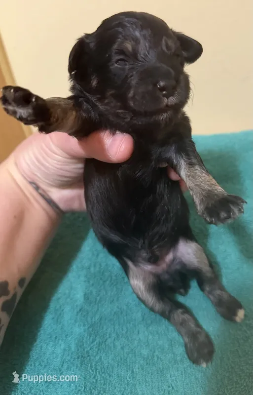 Male 2 – Poodle - Toy  puppy for sale in Bourbon, MO
