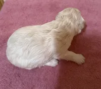 Female 1, a female Poodle - Toy  for sale in Bourbon, MO – 2 of 2