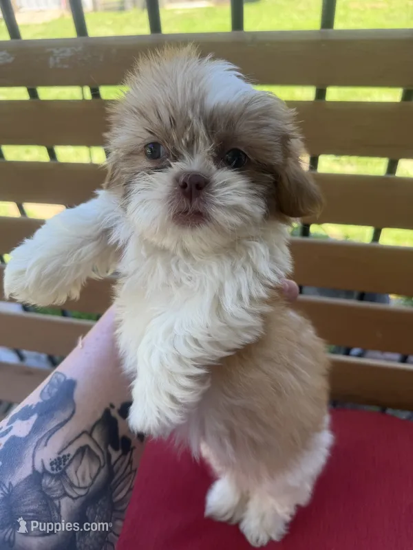 Female 4 – Shih Tzu puppy for sale in Bourbon, MO