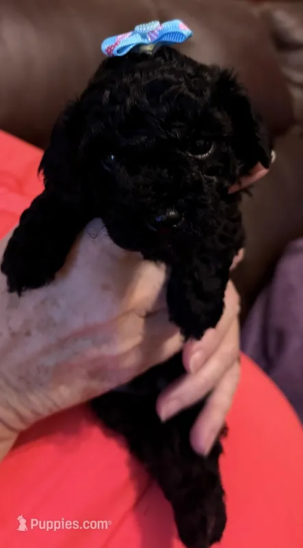 Daddy’s Mini – Poodle - Toy  puppy for sale in Bourbon, MO
