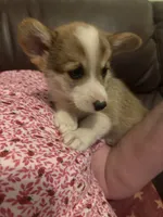 Male 1 corgi, a male Pembroke Welsh Corgi for sale in Bourbon, MO – 1 of 1
