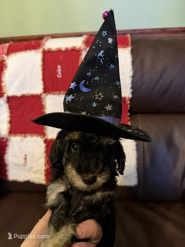 Max – Poodle - Toy  puppy for sale in Bourbon, MO