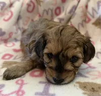 Teddy, a male Poodle - Toy  for sale in Bourbon, MO – 2 of 3