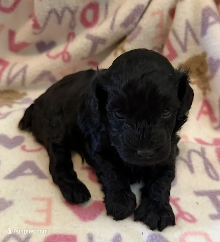 Hank Jr  – Poodle - Toy  puppy for sale in Bourbon, MO