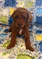 TBD, a female Goldendoodle for sale in Middleton, ID – 4 of 7