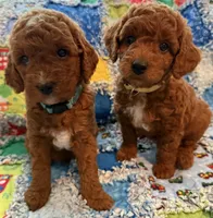 TBD, a female Goldendoodle for sale in Middleton, ID – 2 of 7