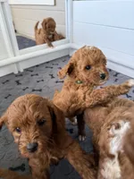 TBD, a female Goldendoodle for sale in Middleton, ID – 3 of 7