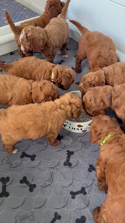 TBD, a female Goldendoodle for sale in Middleton, ID – 7 of 7
