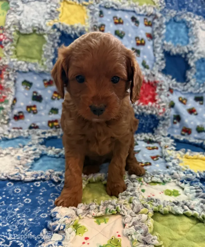 TBD – Goldendoodle puppy for sale in Middleton, ID