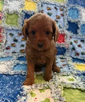 TBD, a female Goldendoodle for sale in Middleton, ID – 1 of 7