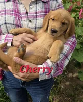 Cherry, a female Golden Retriever for sale in Pella, WI – 3 of 3