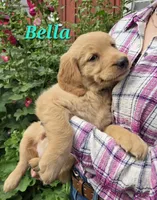 Bella, a female Golden Retriever for sale in Pella, WI – 2 of 4