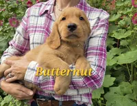 Butternut, a male Golden Retriever for sale in Pella, WI – 3 of 3