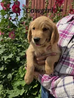 Cowgirl, a female Golden Retriever for sale in Pella, WI – 3 of 3