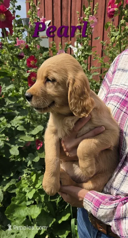 Pearl – Golden Retriever puppy for sale in Pella, WI