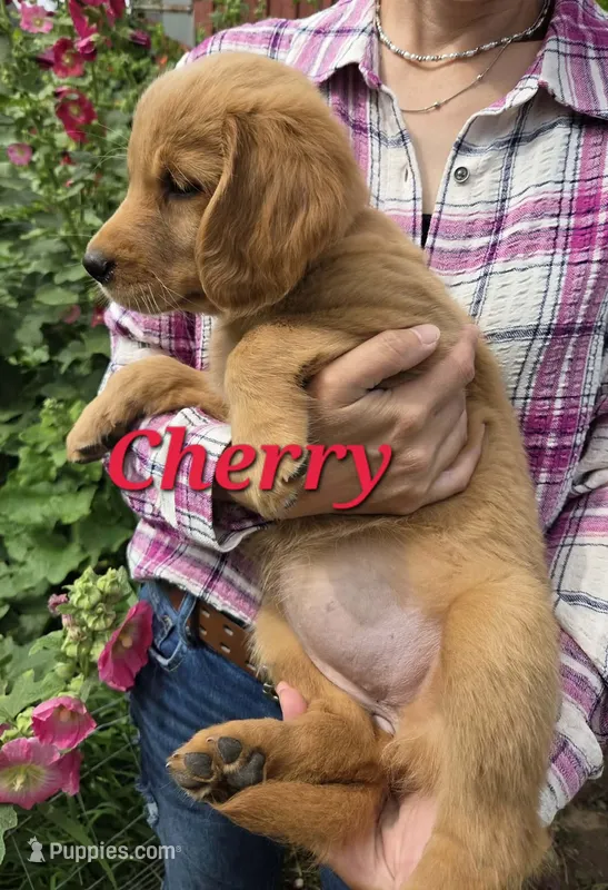 Cherry – Golden Retriever puppy for sale in Pella, WI