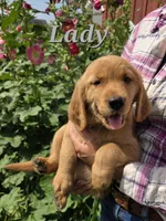Lady, a female Golden Retriever for sale in Pella, WI – 2 of 3