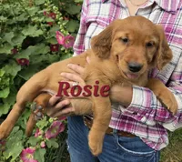 Rosie, a female Golden Retriever for sale in Pella, WI – 1 of 2