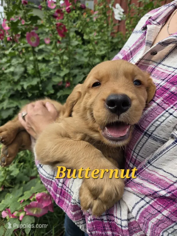 Butternut – Golden Retriever puppy for sale in Pella, WI
