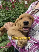 Butternut, a male Golden Retriever for sale in Pella, WI – 1 of 3