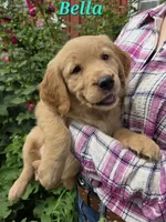 Bella, a female Golden Retriever for sale in Pella, WI – 4 of 4