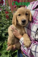 Champ, a male Golden Retriever for sale in Pella, WI – 3 of 3