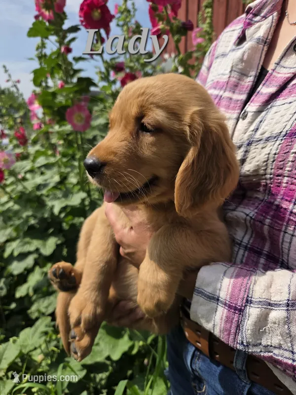 Lady – Golden Retriever puppy for sale in Pella, WI