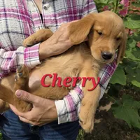 Cherry, a female Golden Retriever for sale in Pella, WI – 2 of 3