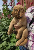 Lady, a female Golden Retriever for sale in Pella, WI – 3 of 3
