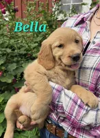 Bella, a female Golden Retriever for sale in Pella, WI – 3 of 4