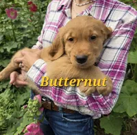Butternut, a male Golden Retriever for sale in Pella, WI – 2 of 3